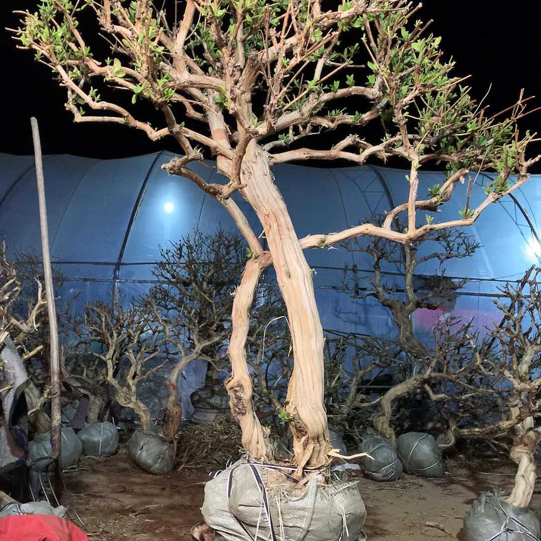 金银花2233666666666