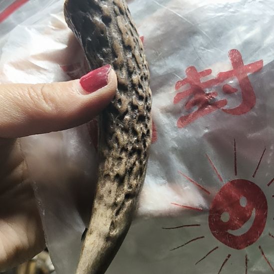 天***阔鹿角鹿角鹿角鹿角鹿角鹿角