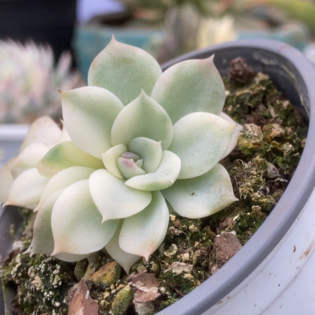 474紫禁城锦锦锦锦