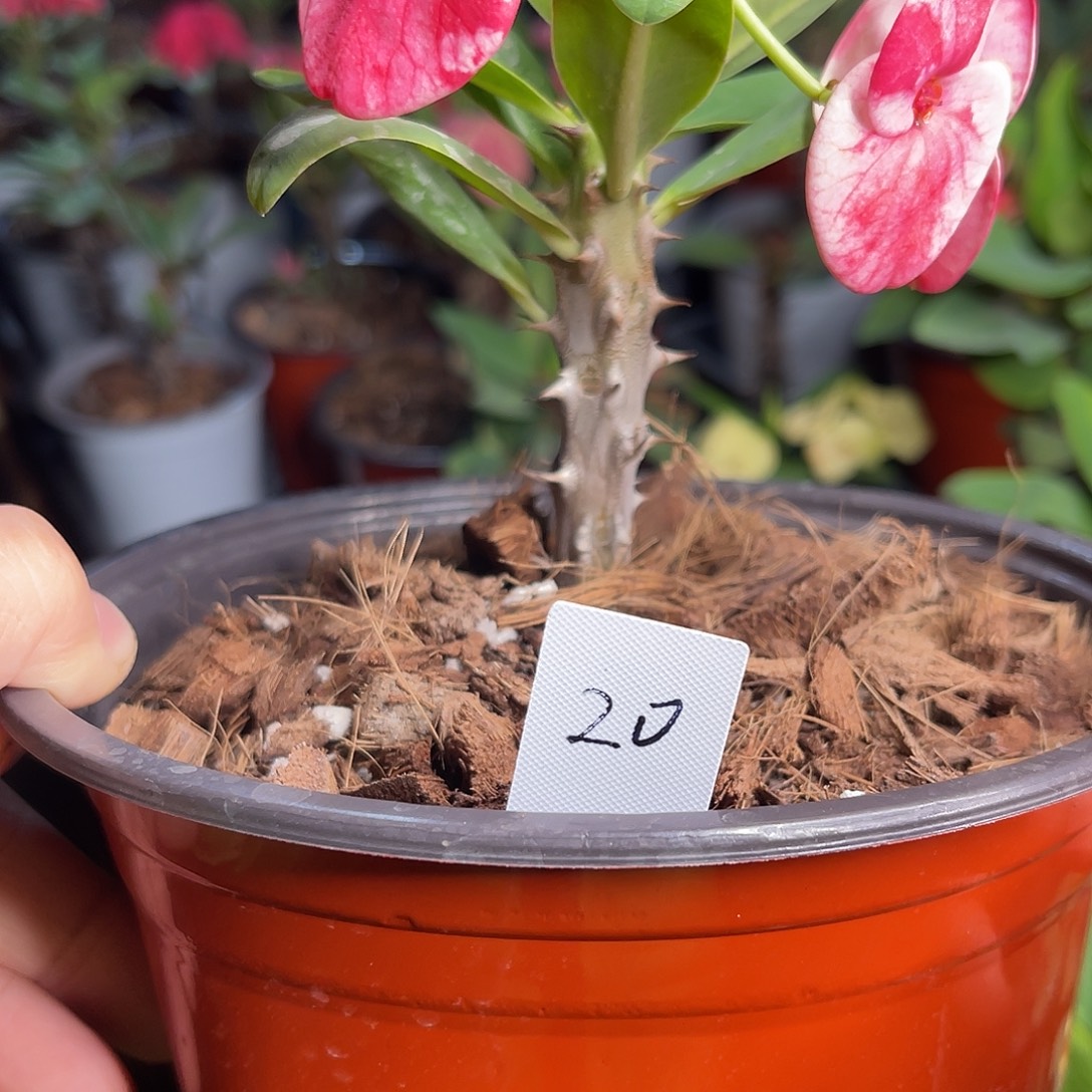 淤***芋虎刺梅带根-春色满园68（20号）