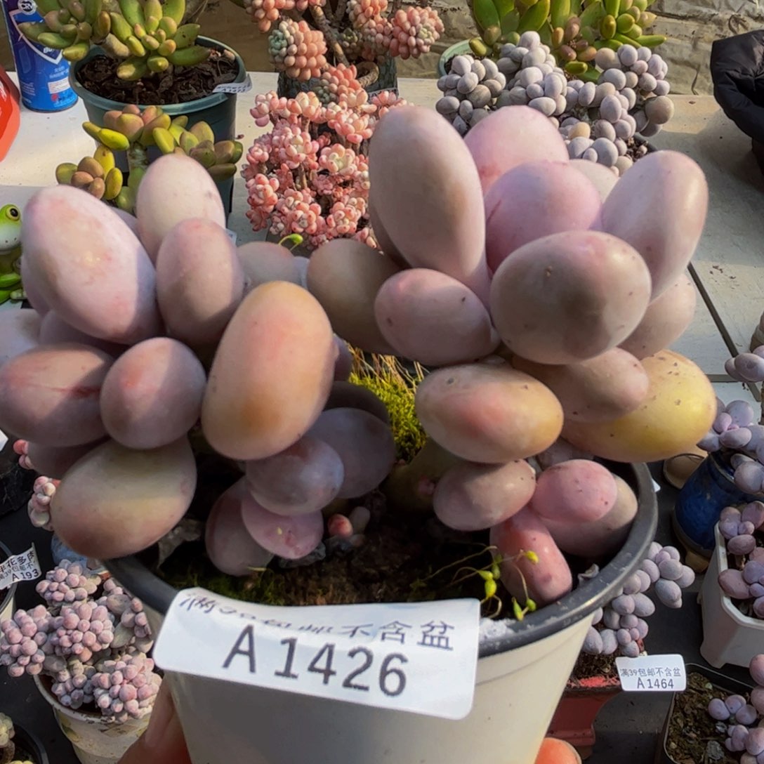 426蛋黄奶10cm多肉植物