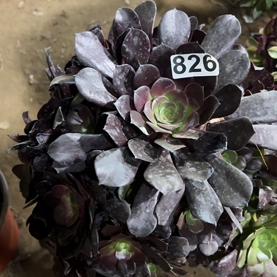 R***y一颗多肉法师植物