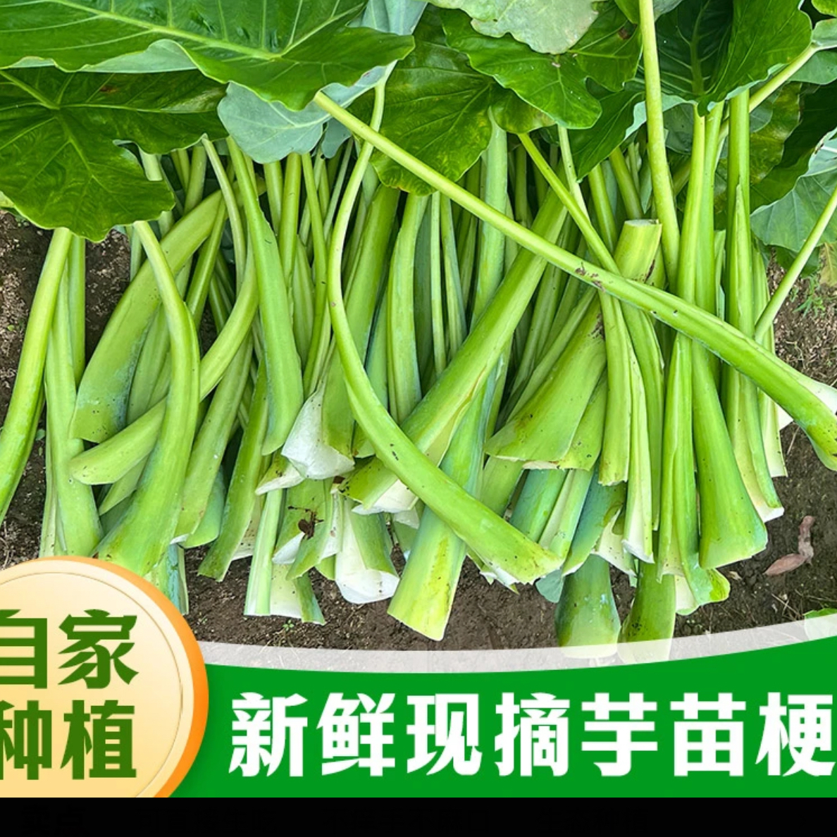 湘西现摘现发新鲜广菜白芋荷梗