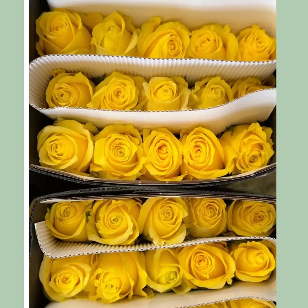 金枝玉叶玫瑰20枝装