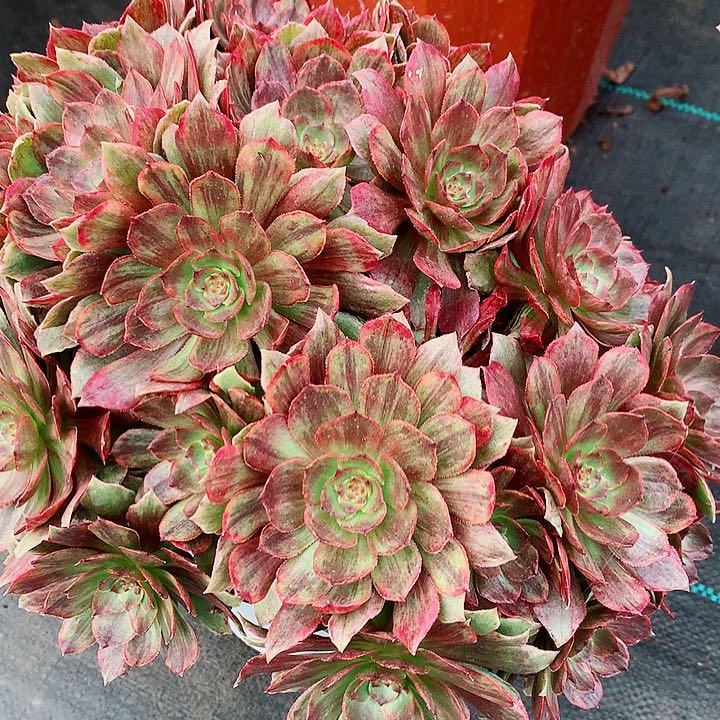 万红拉丝法师多肉植物