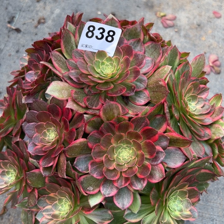 838万黄25厘米左右