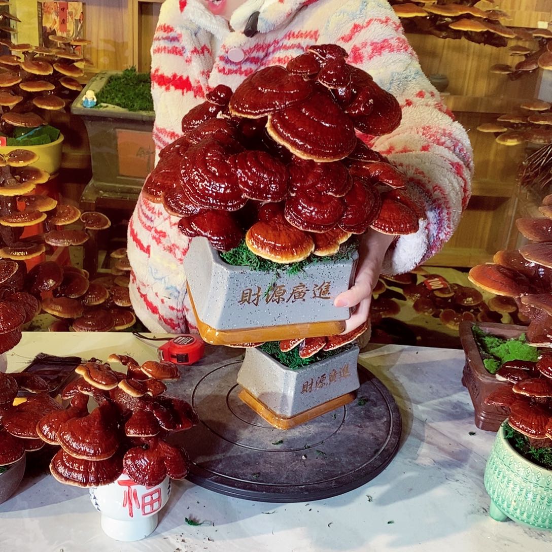 用***4无花朵发财树发财树发财树