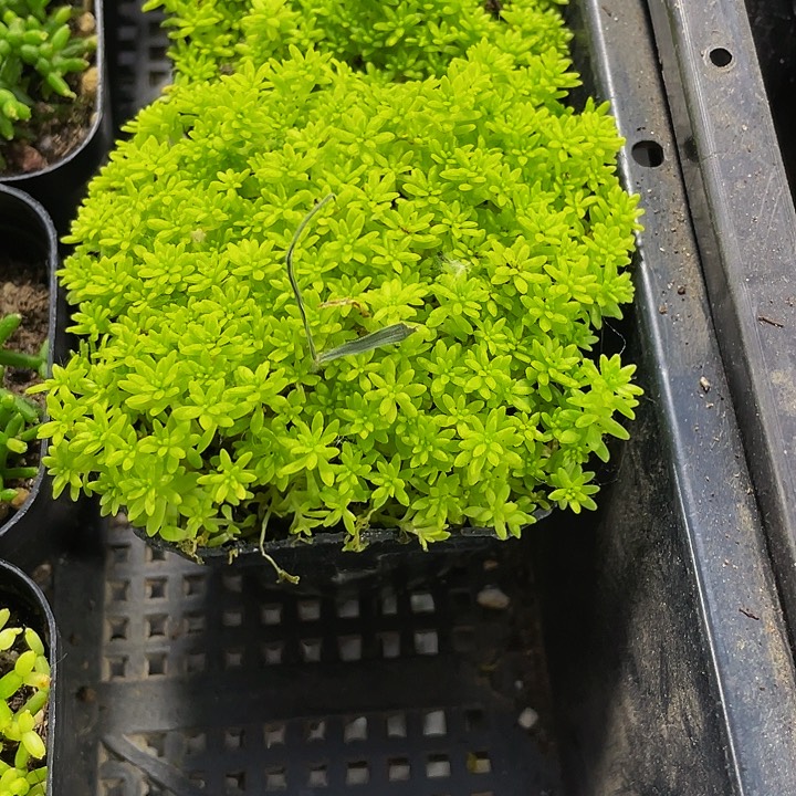 黄金草2.8带盆土发