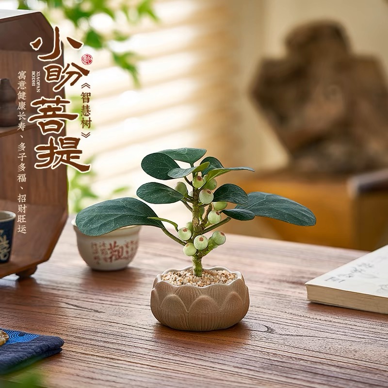 小盼菩提树带果植物室内禅意桌面盆景办公室桌面好养花卉绿植