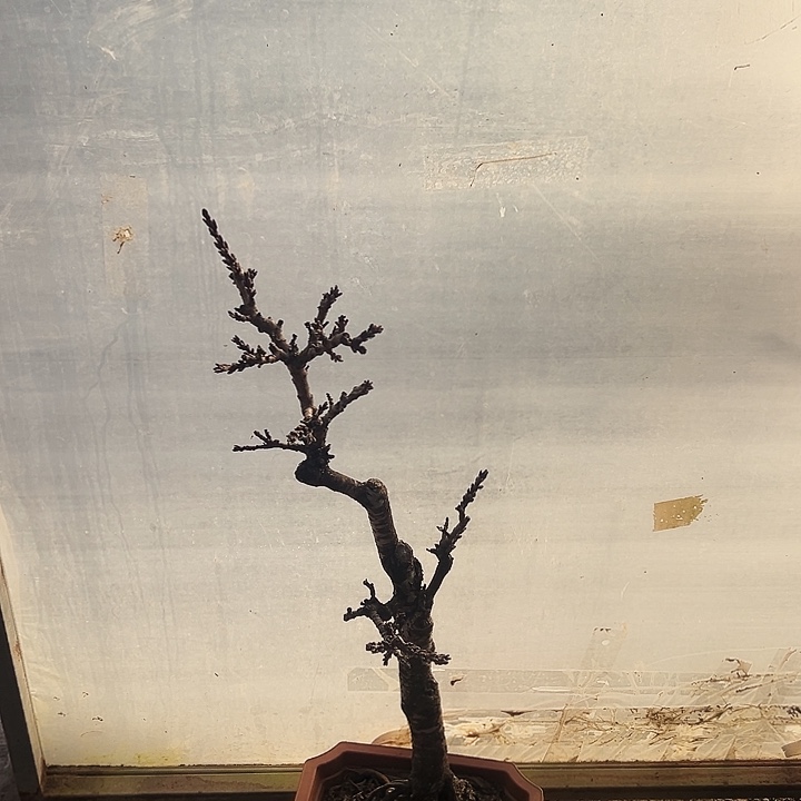 完全开放满树花苞的寿桃