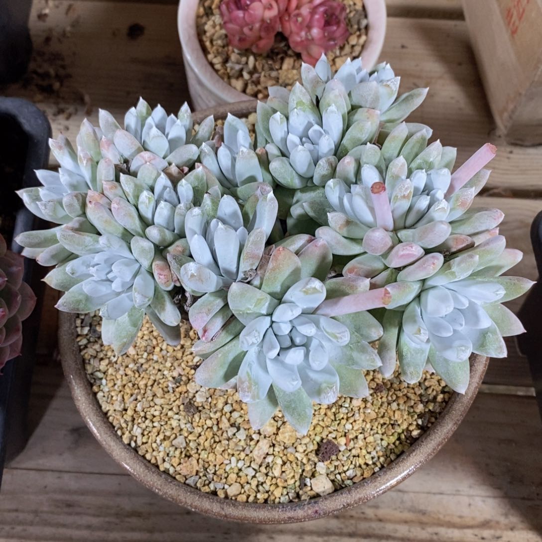 可问主播品种，下滑链接更多品种多肉选择_58