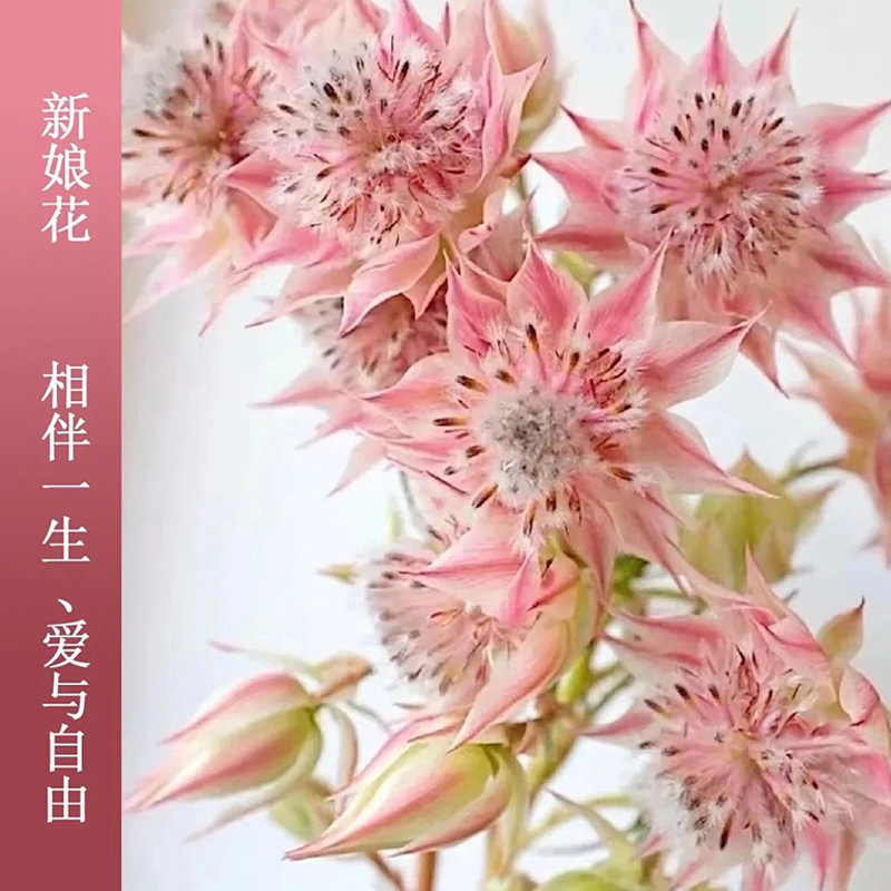 新娘花｜南非进口鲜花花束水培植物室内插花水养鲜花好养花卉绿植