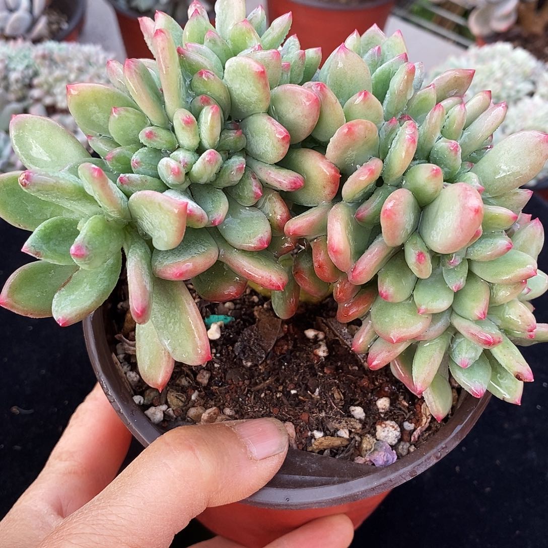 多肉植物清新美人缀