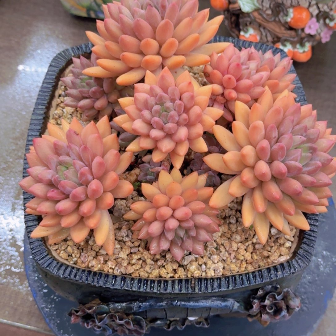喜***海红蜻蜓精品老桩多肉