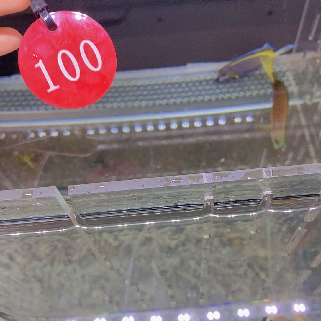 海水鱼食苔加七彩100