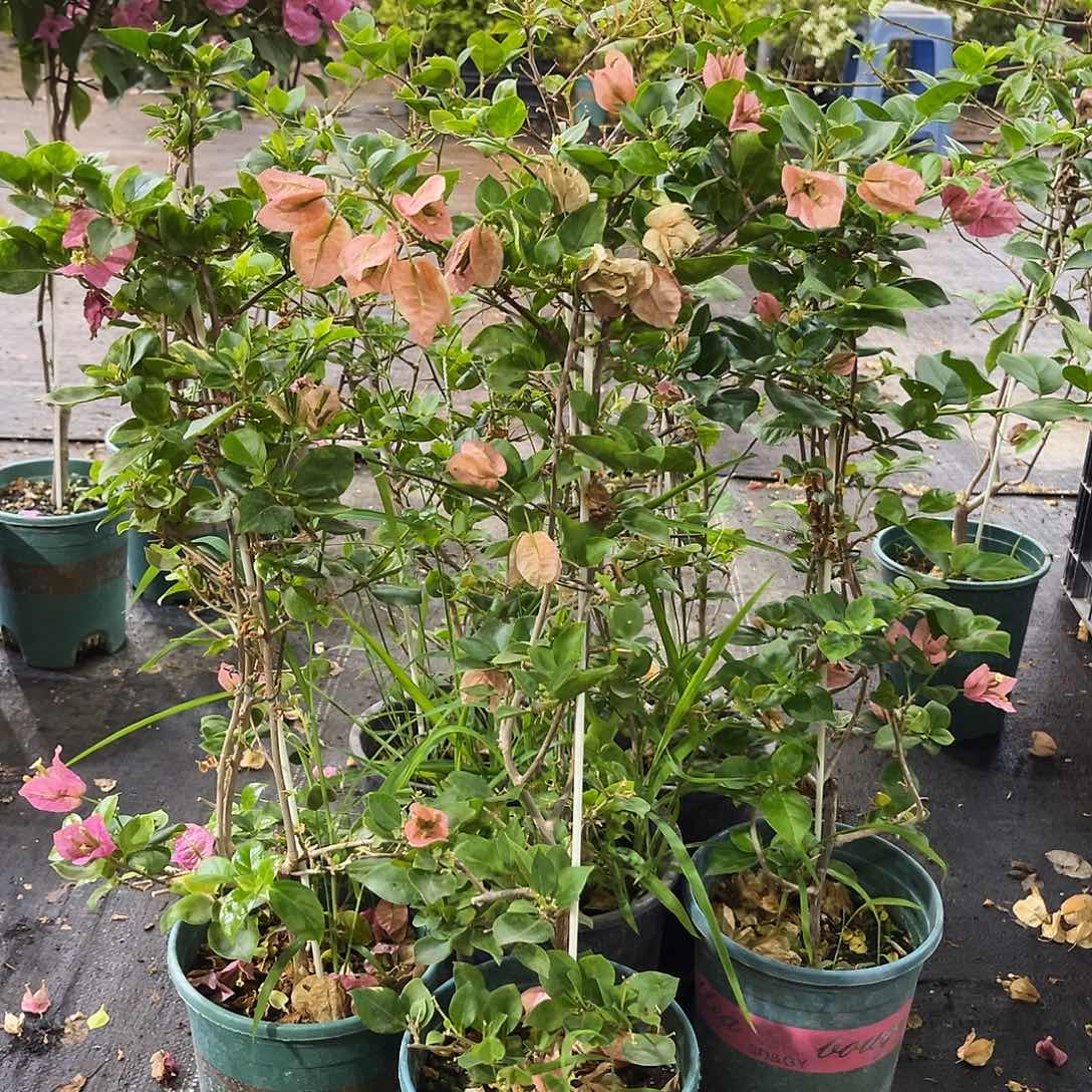 当前无花栽培后可以开花绿叶米罗一颗904