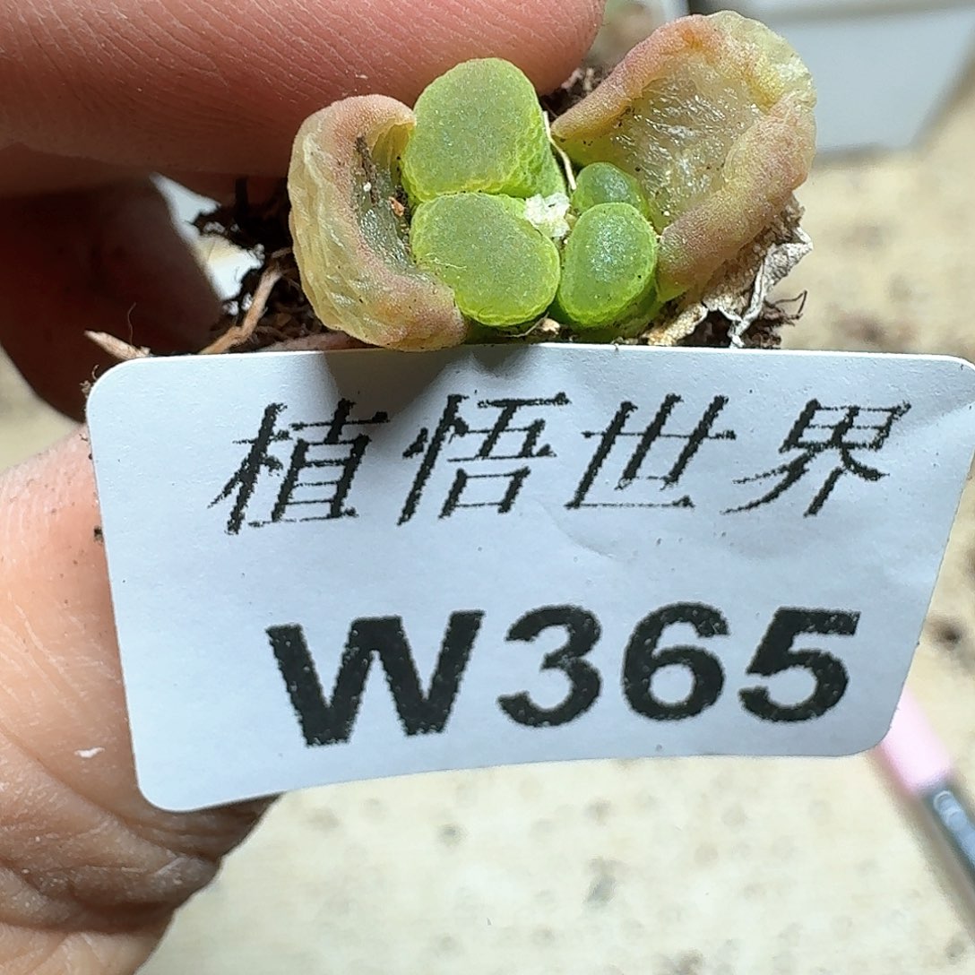 365号多肉植物哇我c