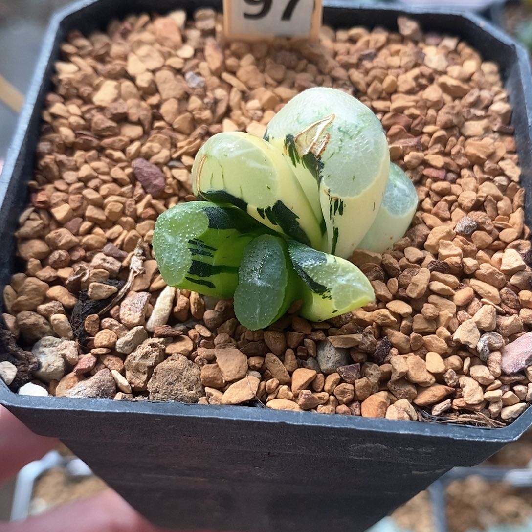 红陶97号碧峰玉扇锦一物一拍