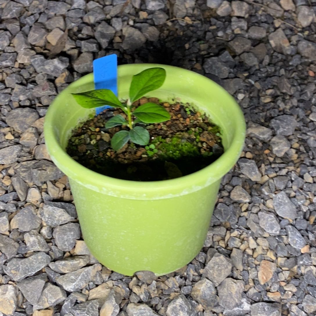 茶茶姬，姬花梨原生苗