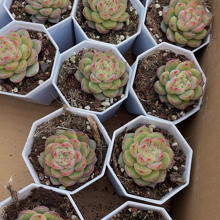 雪花珍妮带盆土发