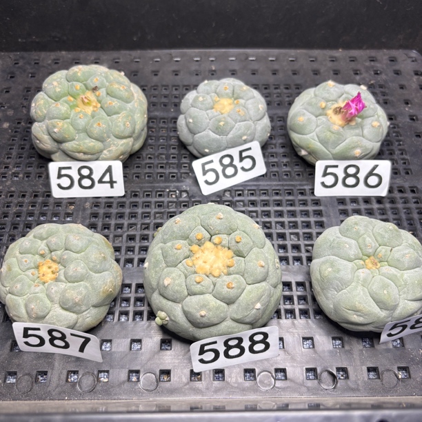 仙人球 有根 一物一拍 584-589