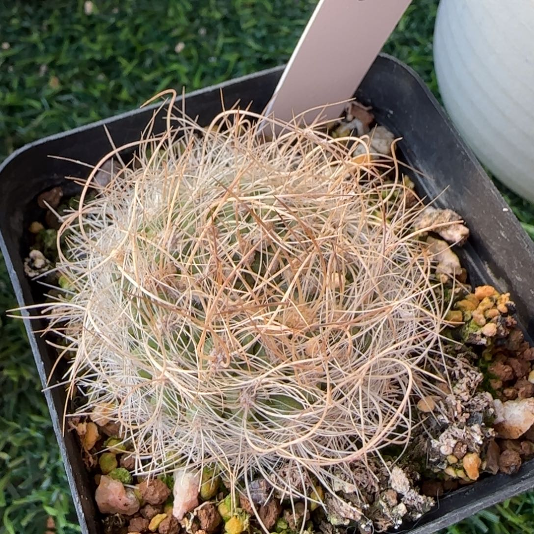 1030脱土发 实生混乱玉