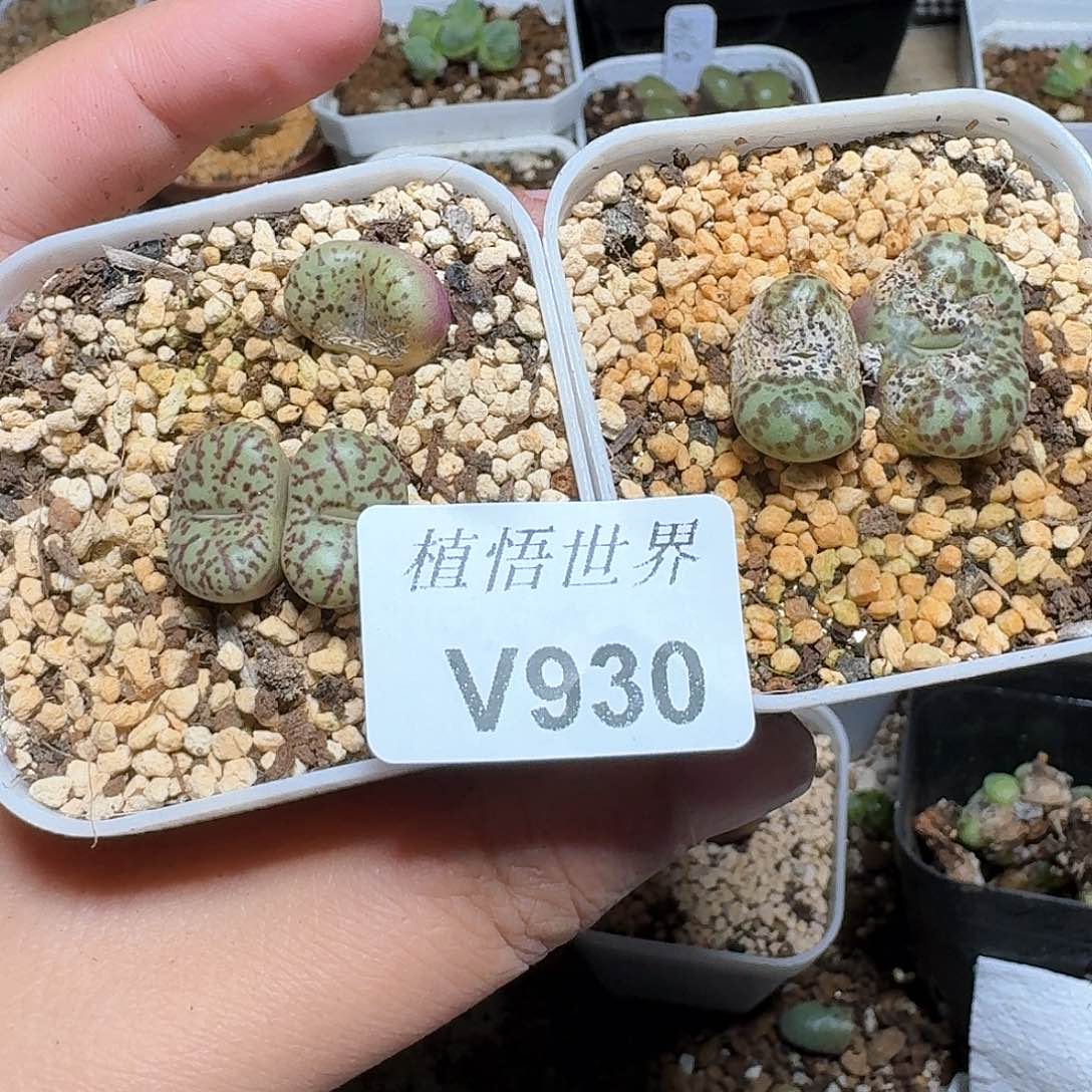 930盒多肉植物哇c