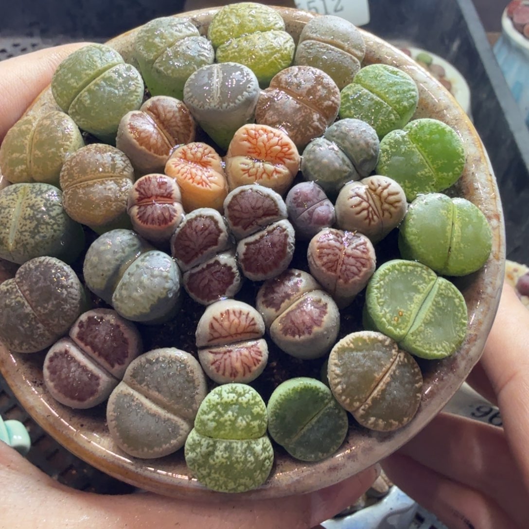 多肉葡萄的味道真的很537
