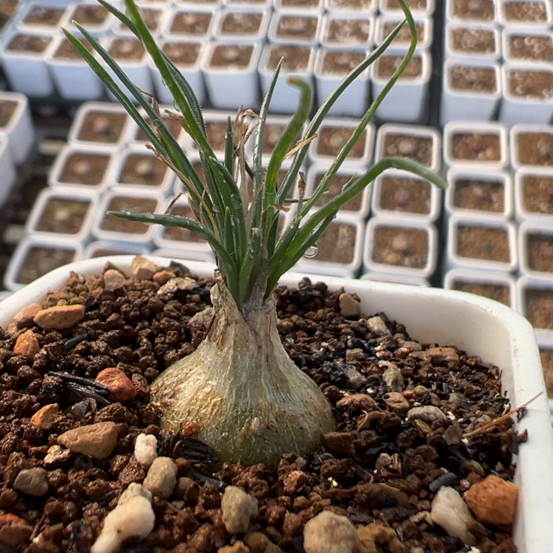 55多肉植物百科小海葱