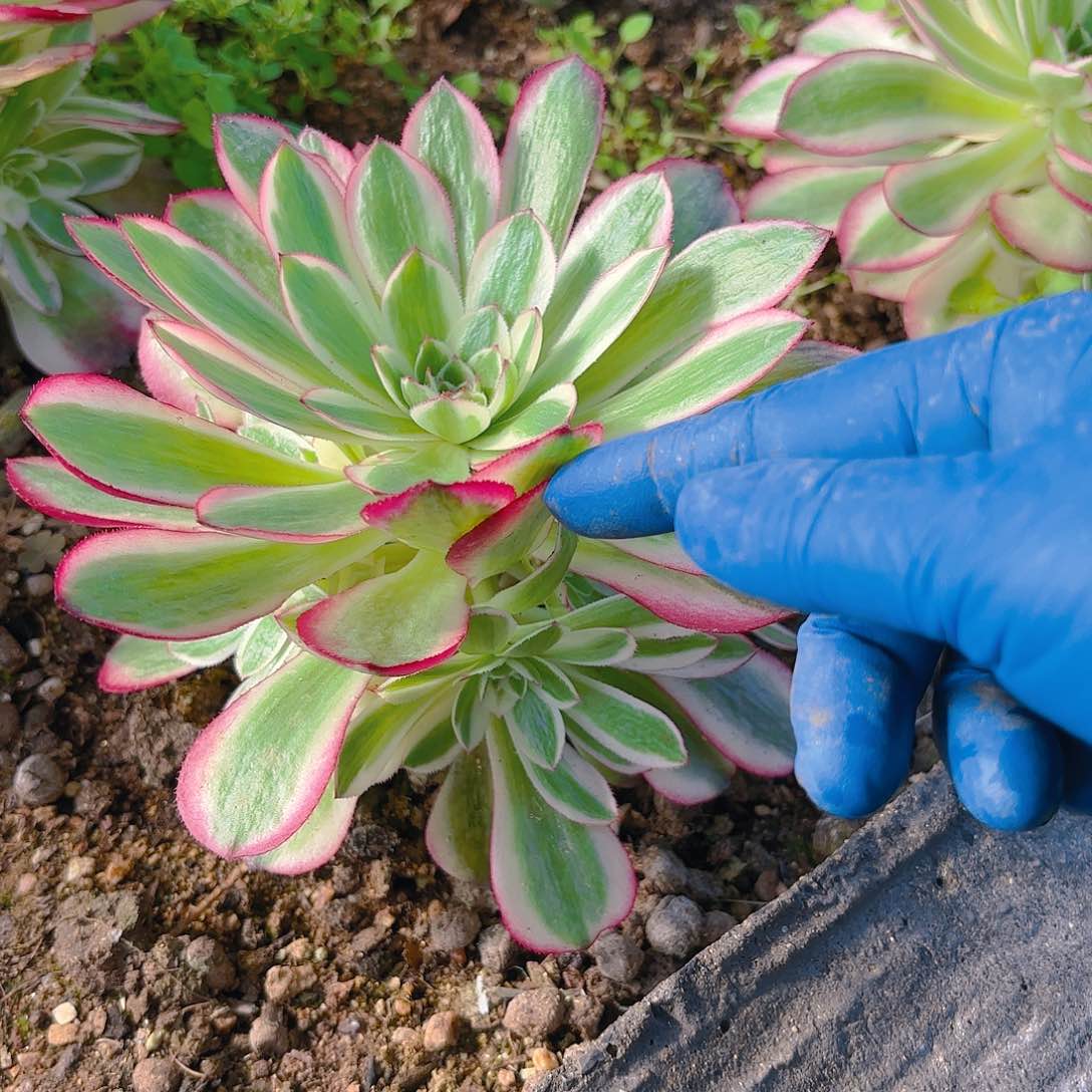 荔枝多肉植物手捧
