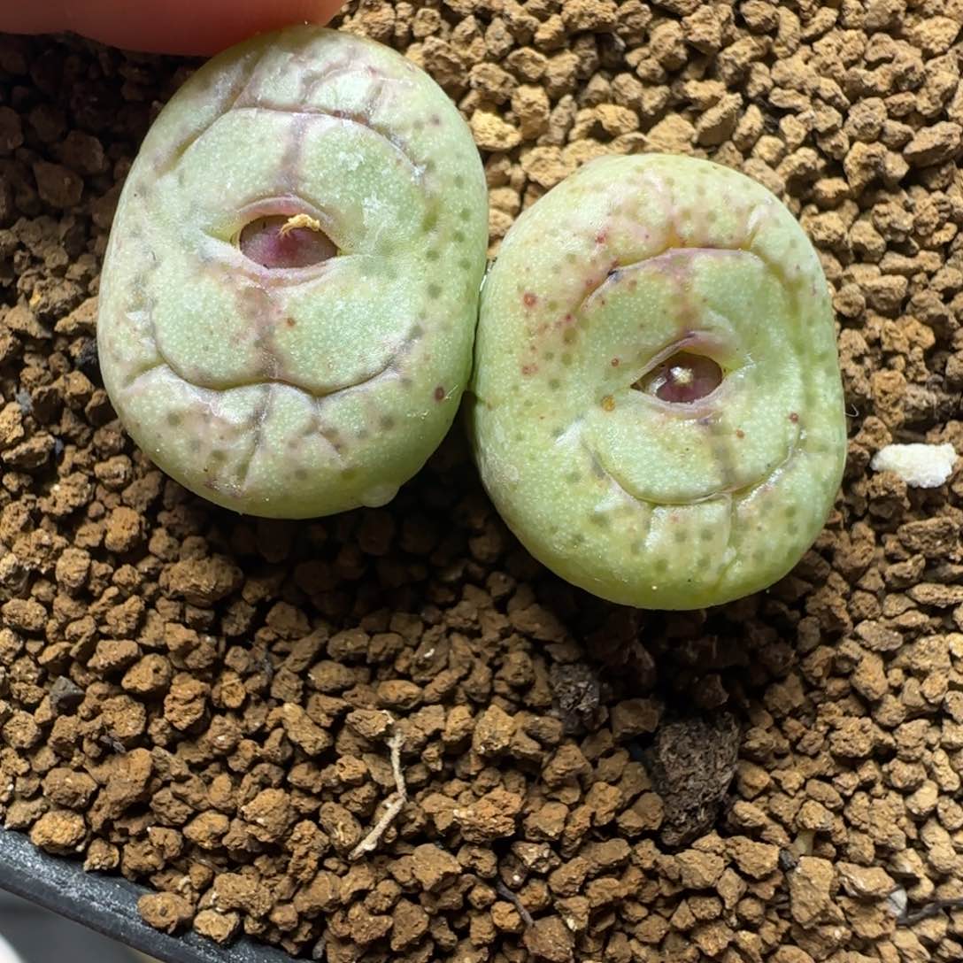 2.1号多肉猴脸73号