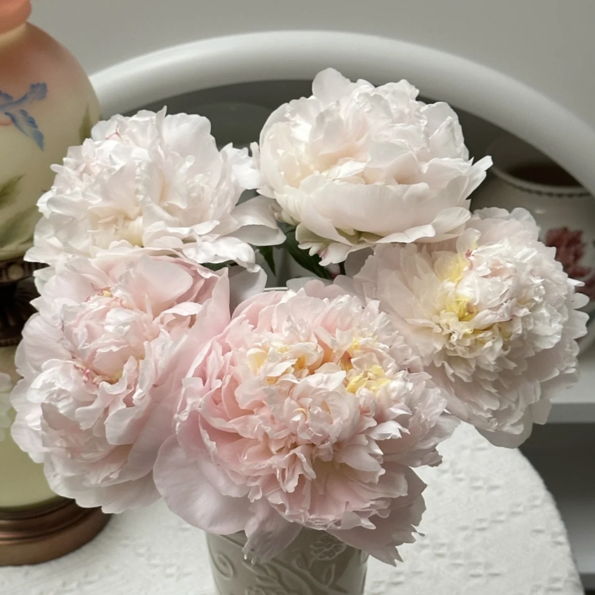 我的爱进口观赏芍药花苗带根块多年生正宗庭院盆栽芍药花