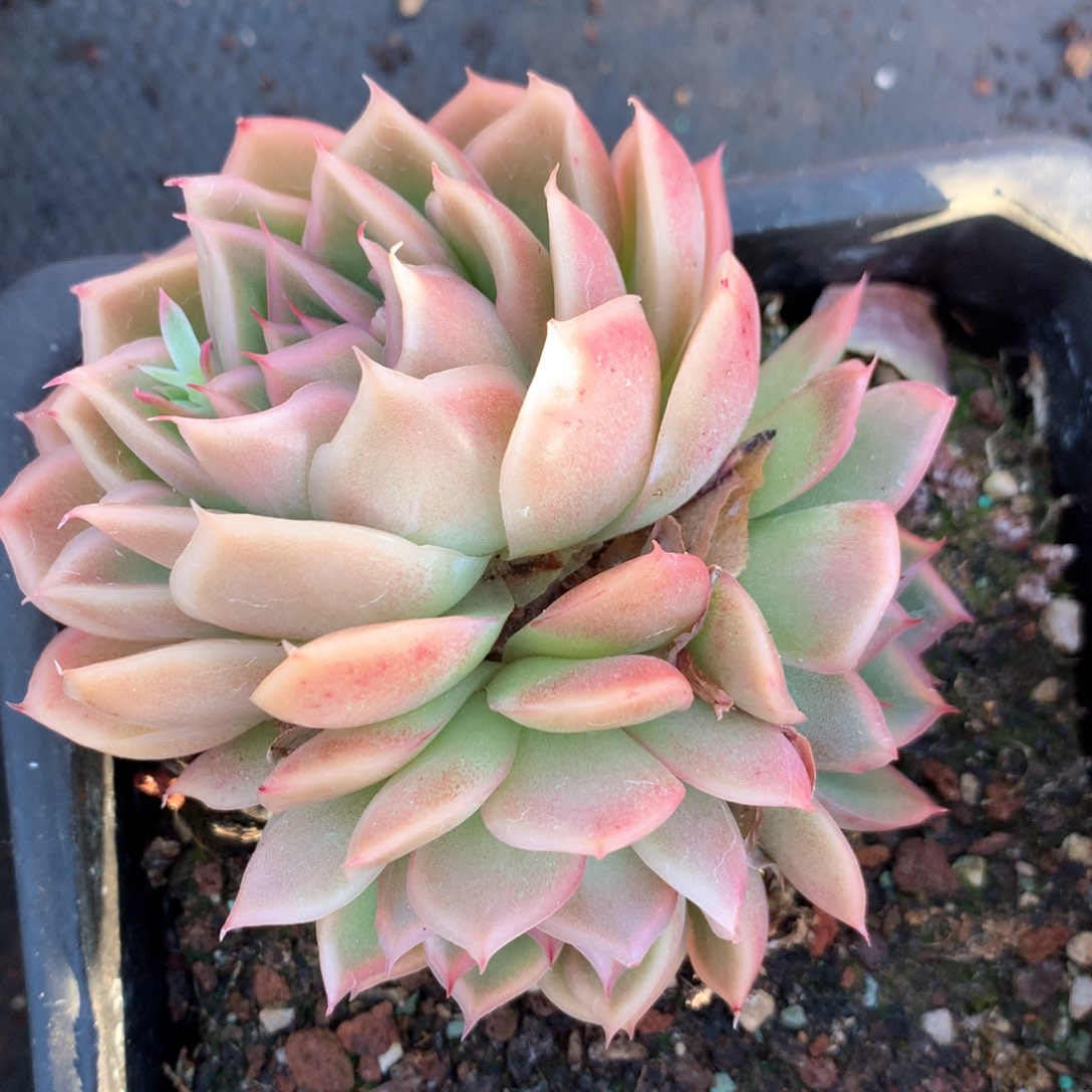 6997不包整散掉头不售后