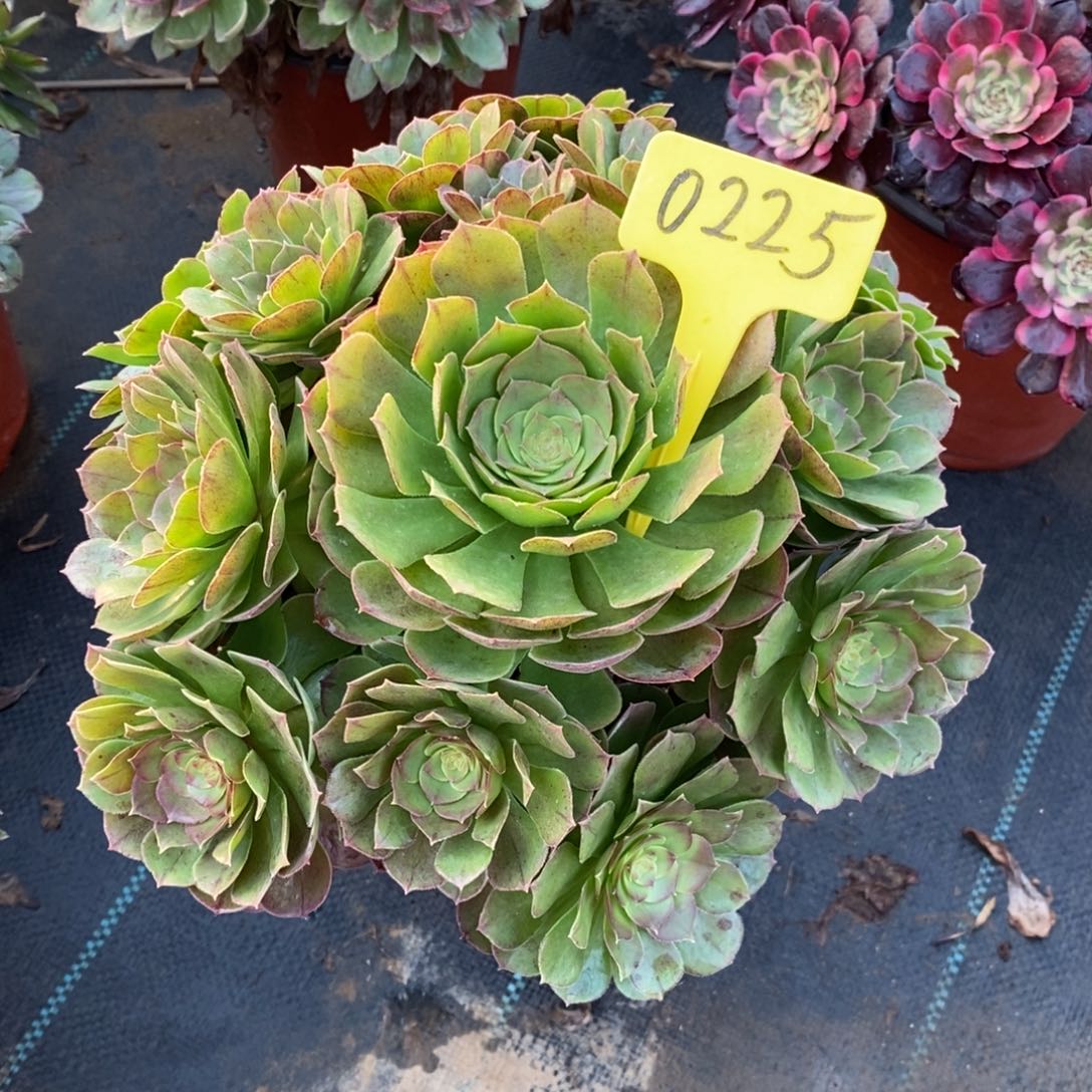 0225万圣节一物一拍