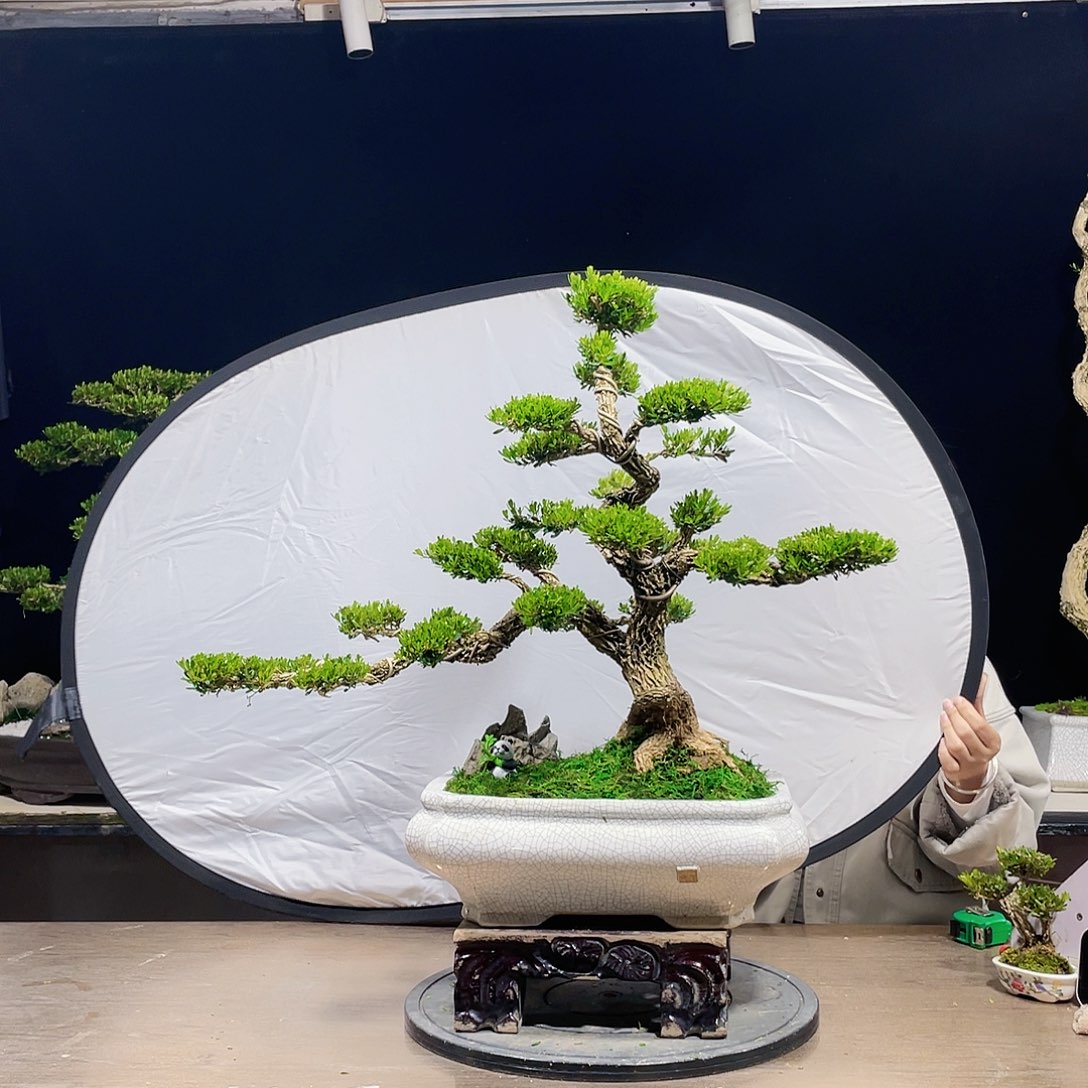 完全开放黄杨盆景四季常青