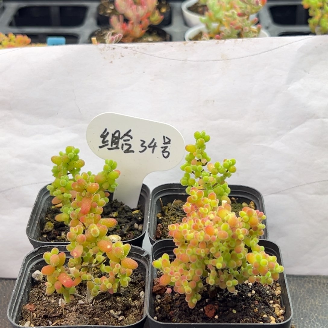 金桔蜜橘组合34号