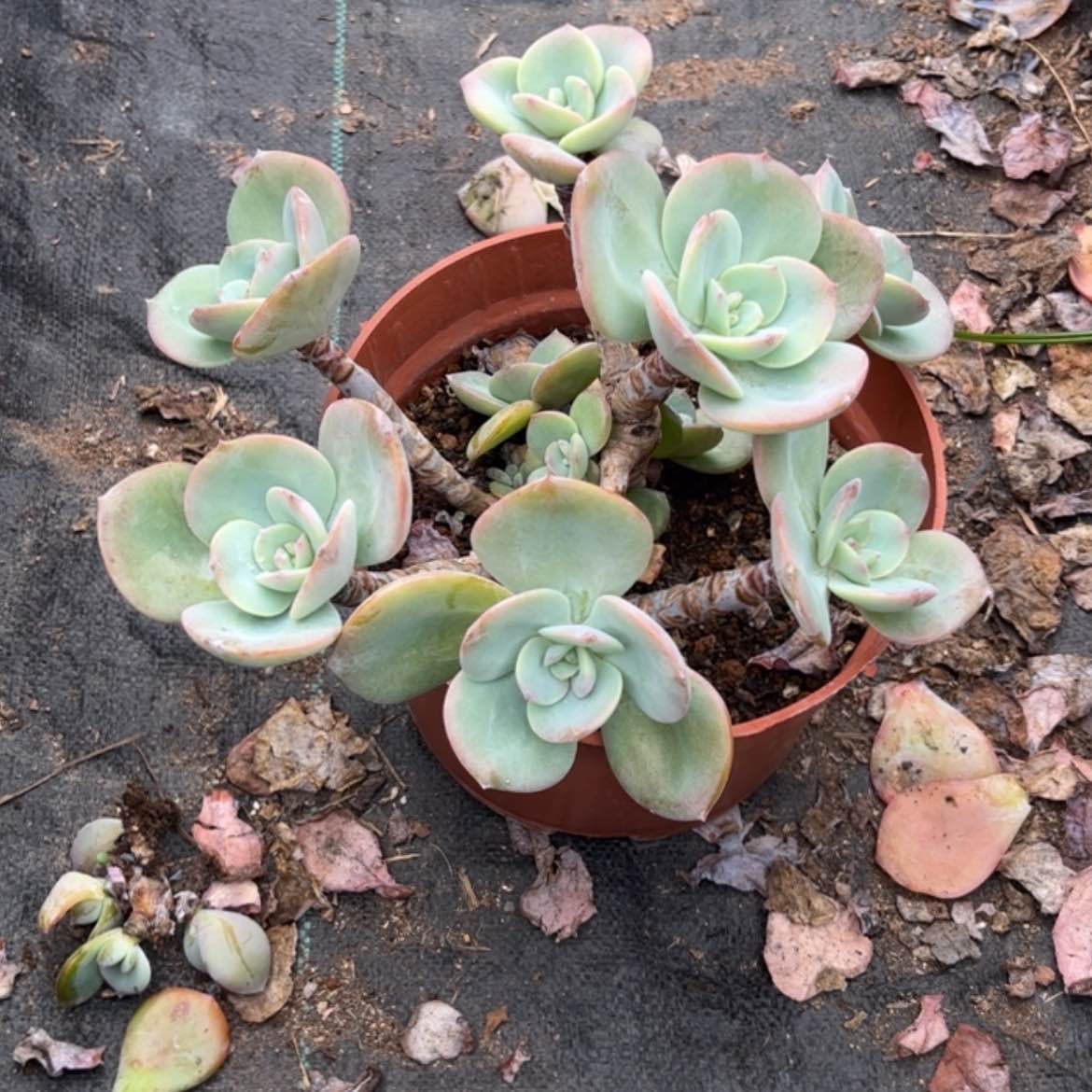 【闪购商品】无花朵碧****）