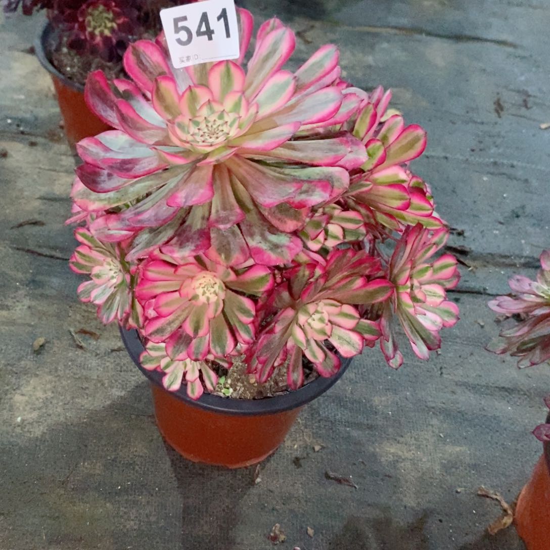 红铜白541多肉1111