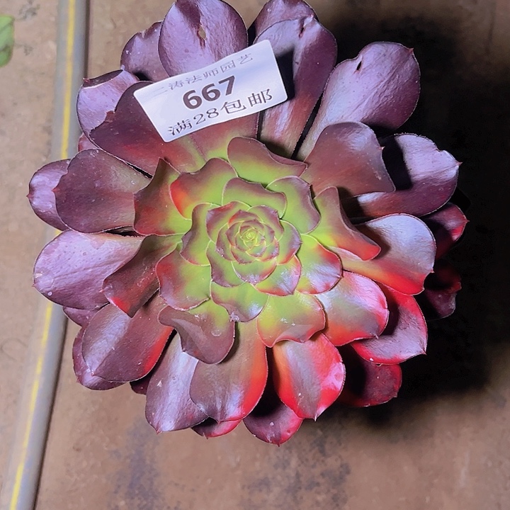 667巫毒七彩多肉老桩