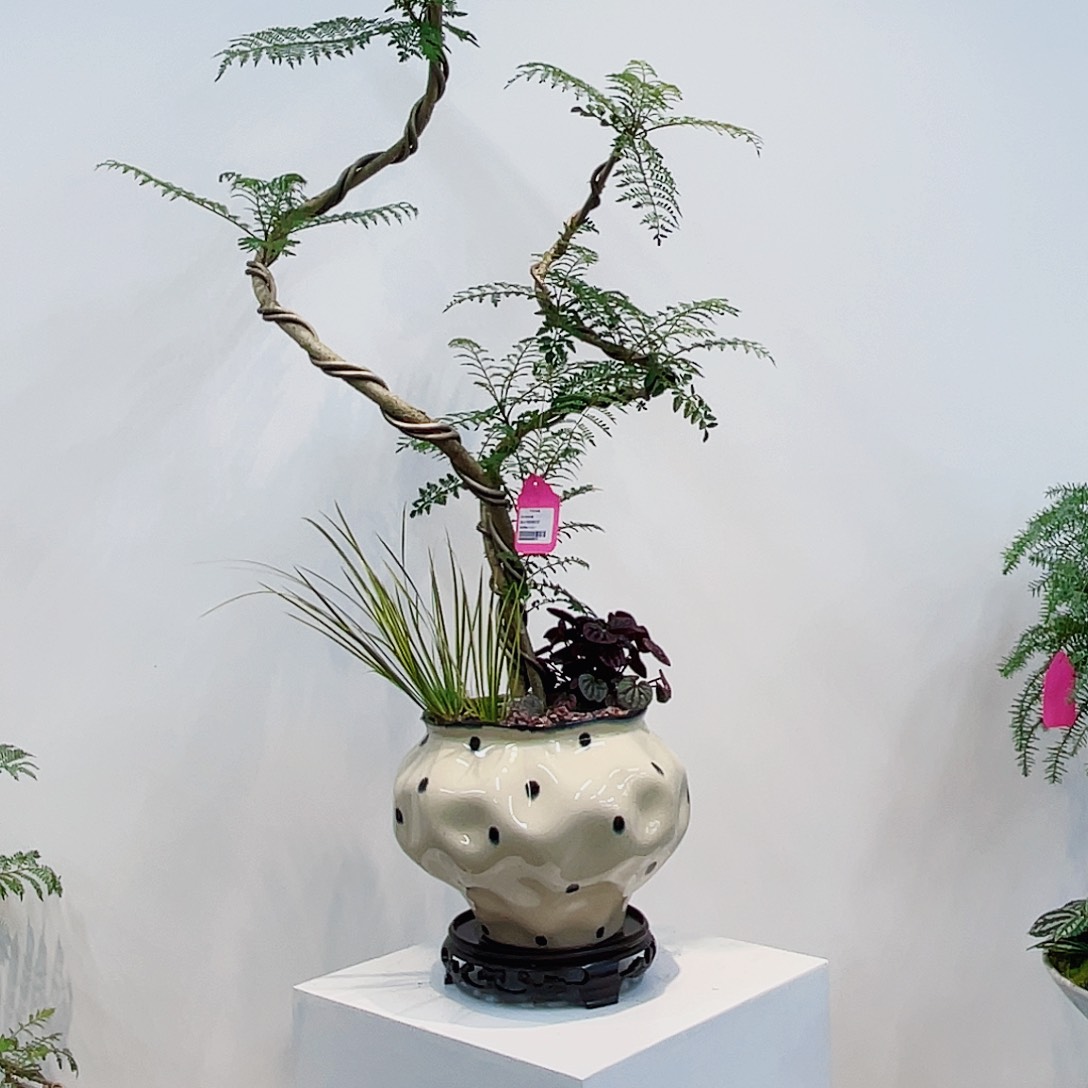 高端绿植一物一拍