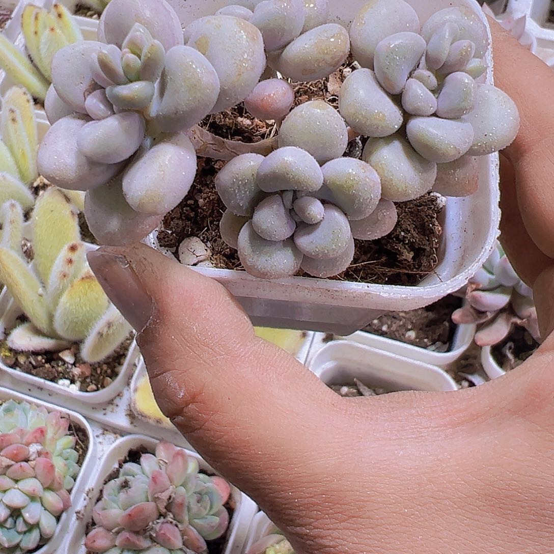 艾伦群19包邮多肉植物