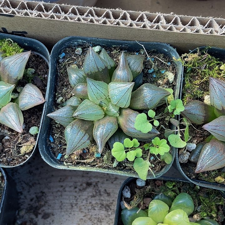 西瓜兽9.9带盆土