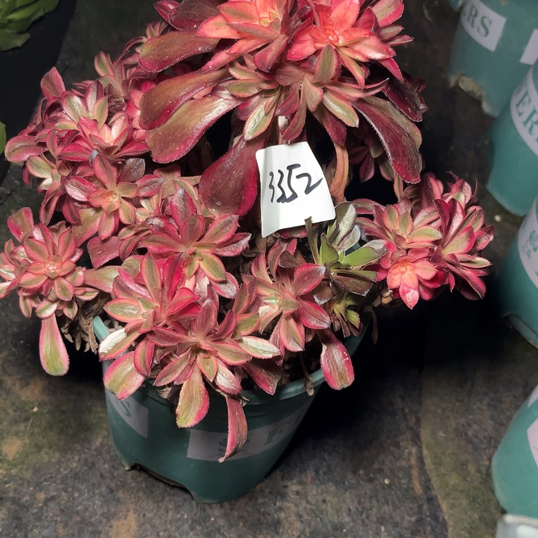 多肉植物原叶锦3352