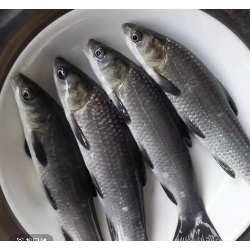 活体鱼四川青鱼螺蛳青观赏水族淡水饲养