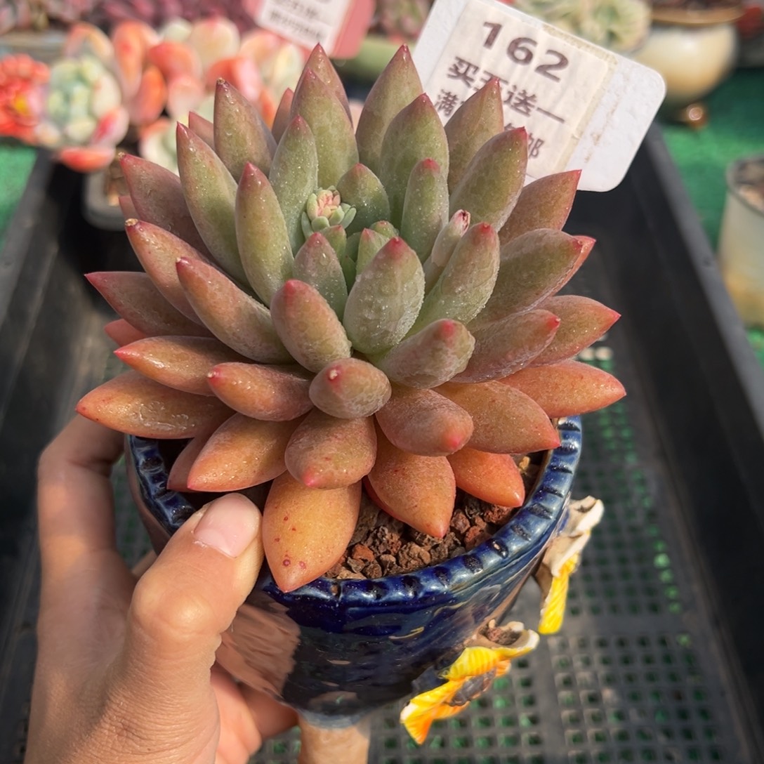 表妹精品多肉植物162.