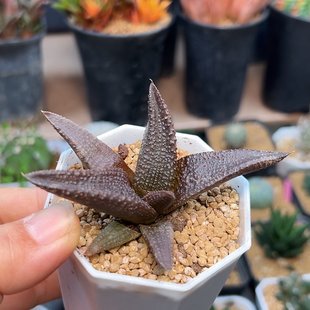 黑王寿硬叶十二卷