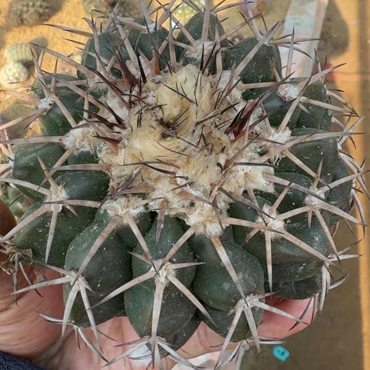 圆盘玉有根666666666