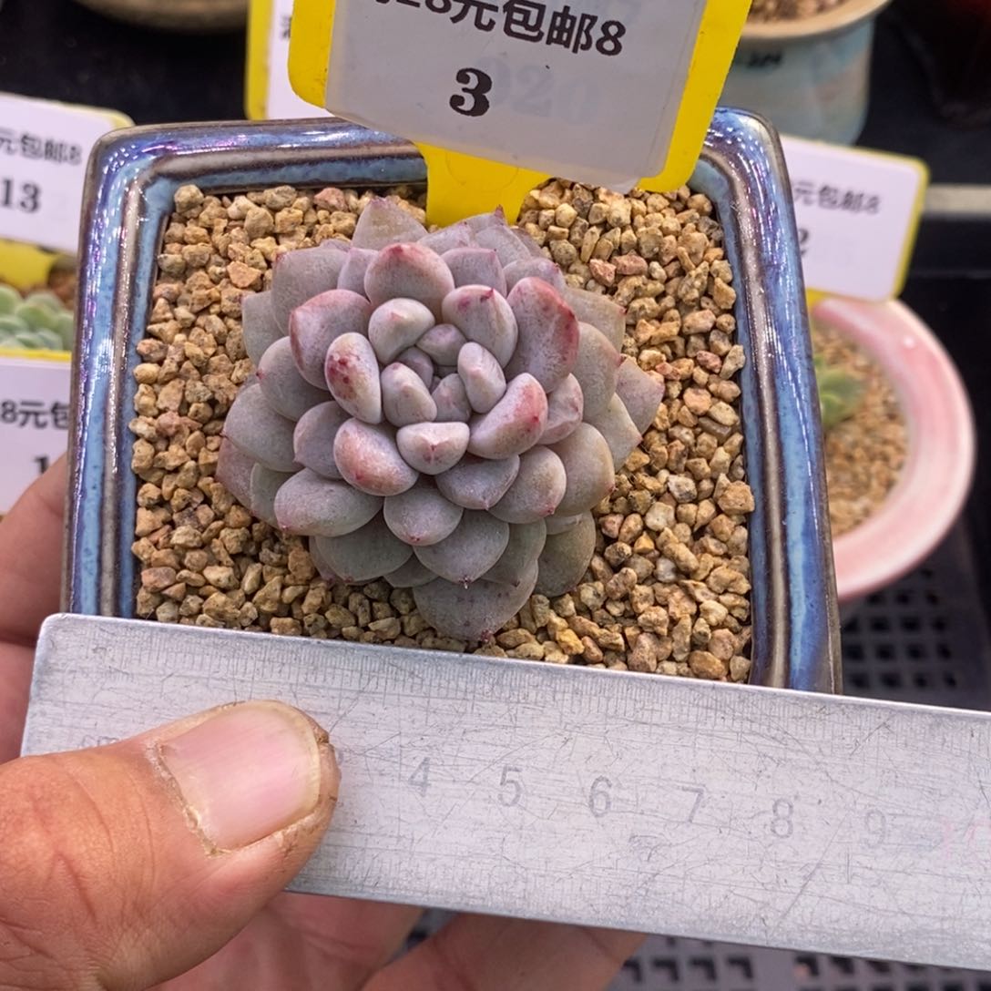 83糖心变异拉丝锦多肉植物