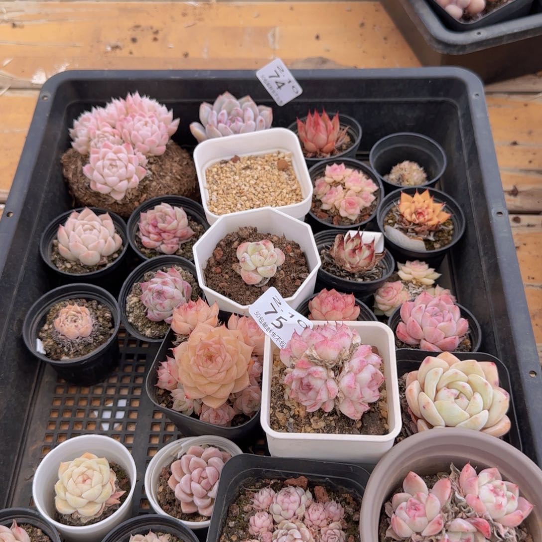 一筐包邮脱土发货74号