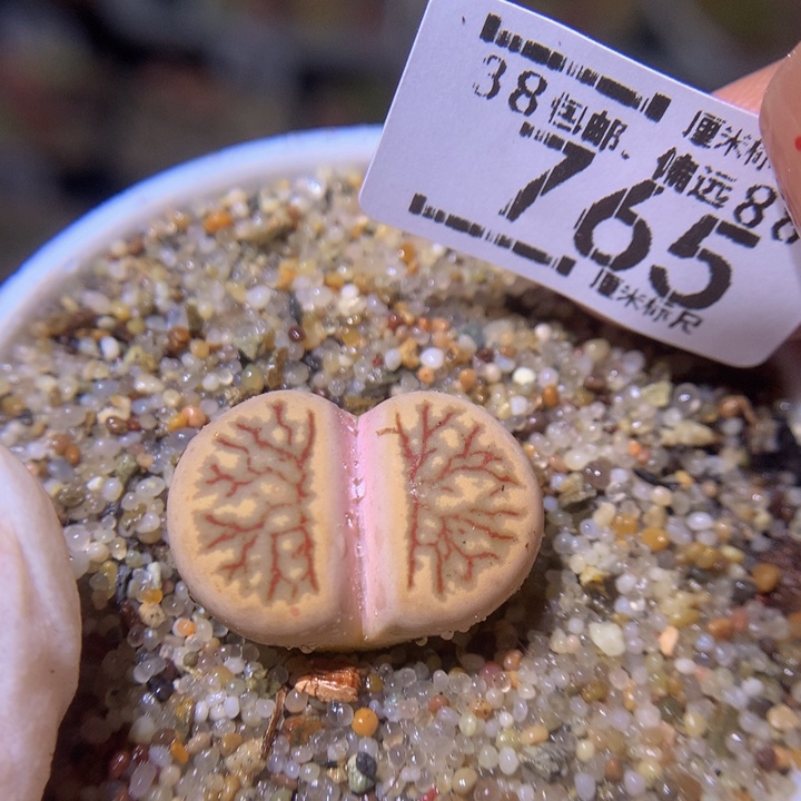 Sss精品生石花765